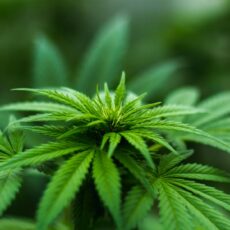 Semillas de cannabis colombiano llegaron, por primera vez, a Argentina