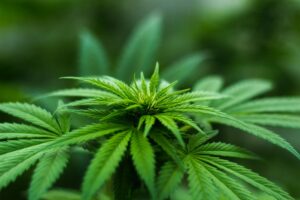 cannabis medicinal zona franca bogota